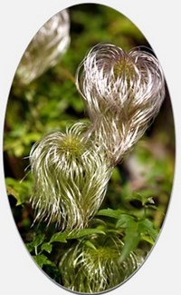 Clematis Orientalis