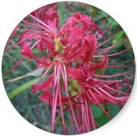 Cleome - Spider Flower