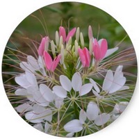 Cleome Gynandra