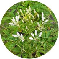 Cleome Gynandra