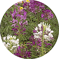 Cleome Gynandra