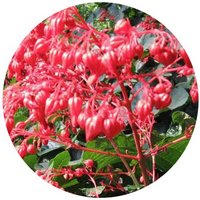Clerodendrum