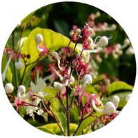 Clerodendrum