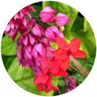 Clerodendrum