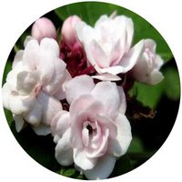 Clerodendrum Philippinum