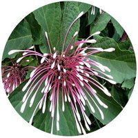 Clerodendrum Quadriloculare