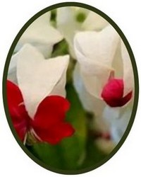 Clerodendrum - Lagrimas de Cristo