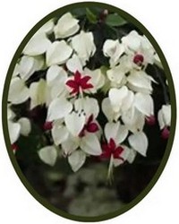Clerodendrum