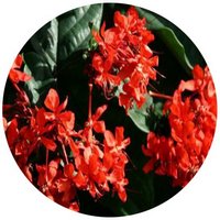 Clerodendrum Splendens