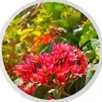 Clerodendrum Speciosissimum