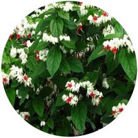 Clerodendrum Thomsoniae