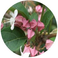Clerodendrum Trichotomum