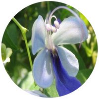 Clerodendrum Ugandense - Blue Butterfly Bush