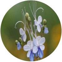 Clerodendrum Ugandense - Blue Butterfly Bush