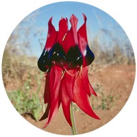 Clianthus Formosus - Sturt's Desert Pea