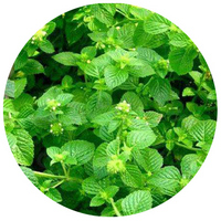 Clinopodium Polycephalum