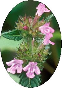 Clinopodium Vulgare