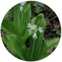 Clintonia Udensis