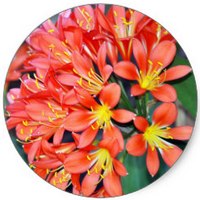 Clivia Miniata