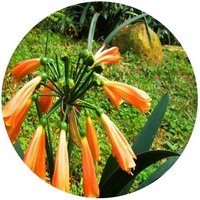 Clivia Nobilis
