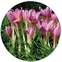 Colchicum Autumnale