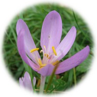Colchicum Autumnale - Meadow Saffron