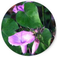 Convolvulus Arvensis