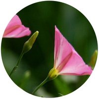 Convolvulus Arvensis