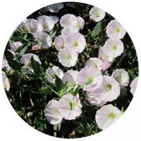 Convolvulus - Correhuela