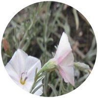 Convolvulus Ammannii