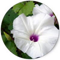 Convolvulus Soldanella