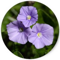 Convolvulus Sabatius