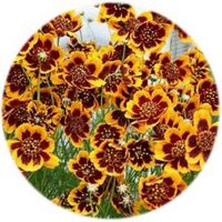 Cosmidium Burridgeanum