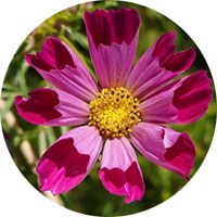 Cosmos Bipinnatus