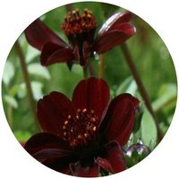 Cosmos Atrosanguineus - Chocolate Cosmos