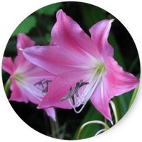 Crinum Asiaticum