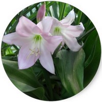 Crinum Asiaticum