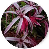 Crinum