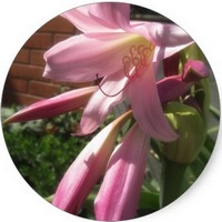 Crinum
