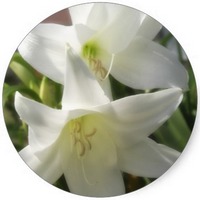Crinum
