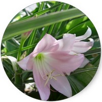 Crinum