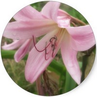 Crinum
