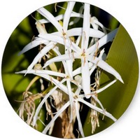 Crinum Ammocharoides