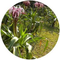 Crinum Asiaticum