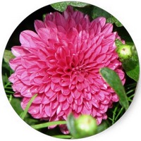 Chrysanthemum