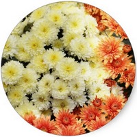 Chrysanthemum