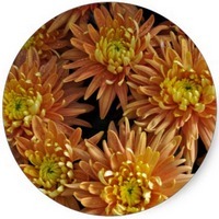 Chrysanthemum