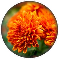 Chrysanthemum