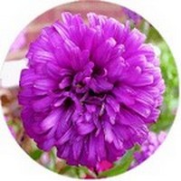 Chrysanthemum