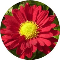 Chrysanthemum